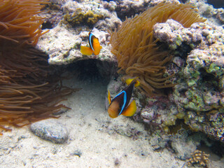 Fototapeta na wymiar Amphiprion bicinctus or Red Sea clownfish hiding in a coral reef anemone, Sharm El Sheikh, Egypt
