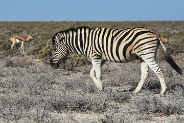 Zebra (Equus quagga) im Etoscha Nationalpark in Namibia. 