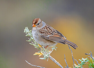 White-crowned Sparrow