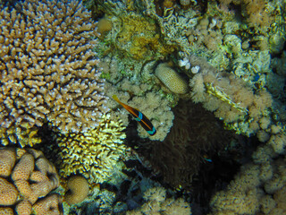 Amphiprion bicinctus or Red Sea clownfish hiding in a coral reef anemone, Sharm El Sheikh, Egypt