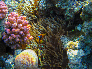 Amphiprion bicinctus or Red Sea clownfish hiding in a coral reef anemone, Sharm El Sheikh, Egypt
