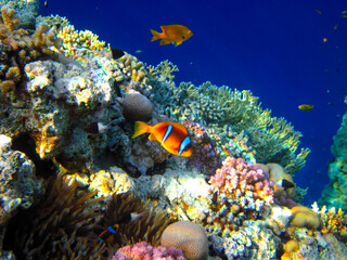 Plakat Amphiprion bicinctus or Red Sea clownfish hiding in a coral reef anemone, Sharm El Sheikh, Egypt