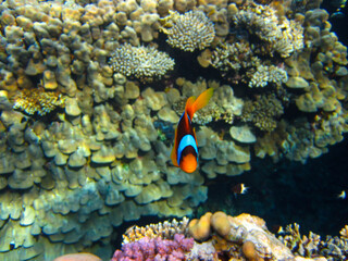 Obraz na płótnie Canvas Amphiprion bicinctus or Red Sea clownfish hiding in a coral reef anemone, Sharm El Sheikh, Egypt