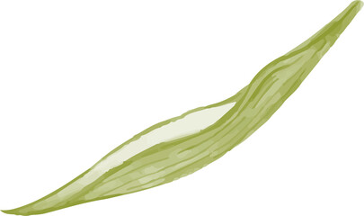 watercolor green leaf