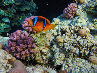 Fototapeta na wymiar Amphiprion bicinctus or Red Sea clownfish hiding in a coral reef anemone, Sharm El Sheikh, Egypt