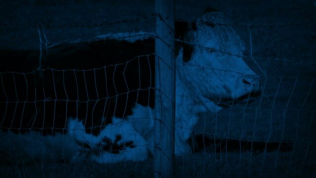 Cow Resting Behind Fence At Night
