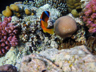 Obraz na płótnie Canvas Amphiprion bicinctus or Red Sea clownfish hiding in a coral reef anemone, Sharm El Sheikh, Egypt