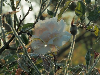 rose blanche avec rosée et un point de soleil qui filtre à travers les pétales