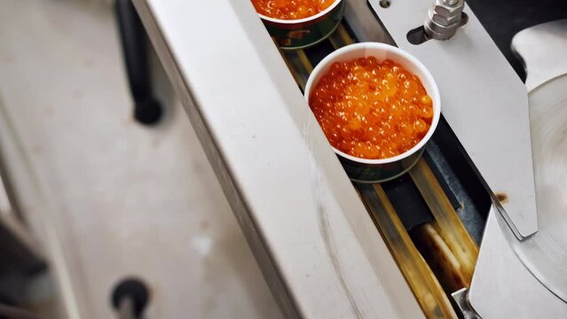Cans of red salmon caviar move along the conveyor belt at a seafood factory.