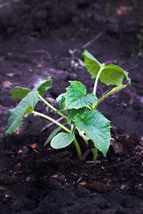 Side view of small zucchini plant in fresh dirt 