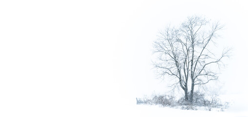 Tree in a snowstorm on white background