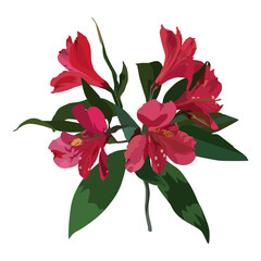 Alstroemeria tropical flower, South American plant, vector illustration.