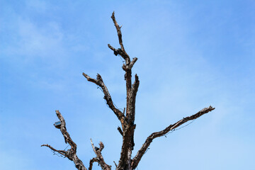Black tree branch with background is blue sky