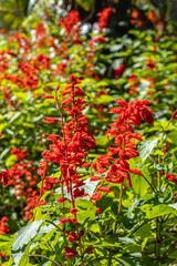 tree, plant, leaf and flower in spring in Brumadinho city, Minas Gerais State, Brazil