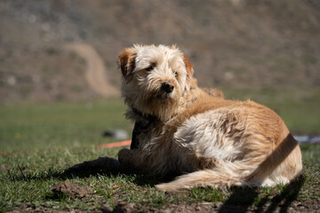 dog in the mountain of chile