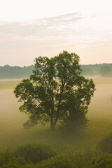 tree in fog