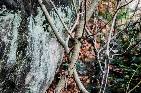 A beautiful pair of branches crossed against the background of the autumn landscape.