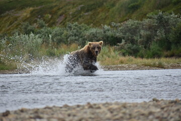 brown bear cub