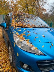 Autumn yellow leaves on the blue little car colours of Ukrainian flag