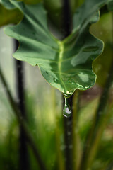 water drops on a leaf