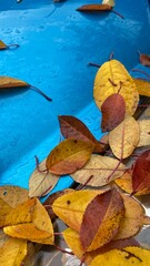 Close up photo of blue car in yellow and brown autumn leaves colours of Ukrainian flag