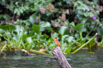 Bunter Vogel auf Stamm II