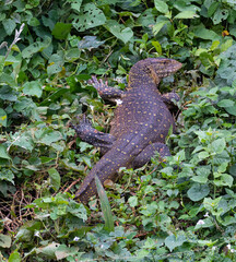 Eidechse in Ruheposition