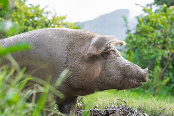 view of the right profile of a sow, resting quietly on the grass with her muzzle covered with mud, after scouring the entire swamp with her nose © Mauricio Toro