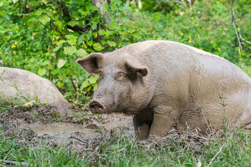 close-up of a sow, or Sus scrofa domestica, standing in the mud with her whole body full of mud. hairy pig outside her pen walking in the grass.