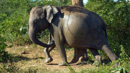 Heavily pregnant elephant in Udawalawe National Park Sri Lanka