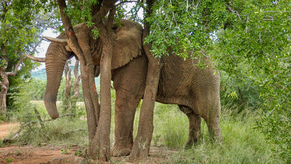 Huge male elephant scratches his head on a tree