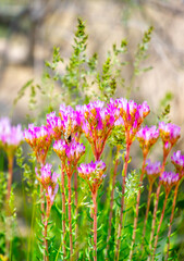 Spring flowers under the rays of sunlight. Lilac flower close-up. Beautiful landscape of nature. Hi spring. Beautiful flowers on a green meadow.