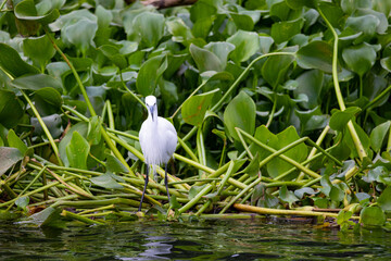 Wei&szlig;er Vogel im Wasser