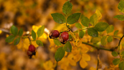 red berries in autumn