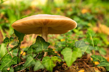  fresh Honey Fungus mushrooms in top view
