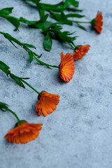 Fototapeta na wymiar Fleurs oranges, soucis alignés