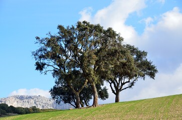Obraz premium Algarrobo frente al cielo azul cerca de Villanueva de la Concepción, un pueblo de la comarca de Antequera, lindando con los Montes de Málaga, provincia de Málaga, Andalucía, España