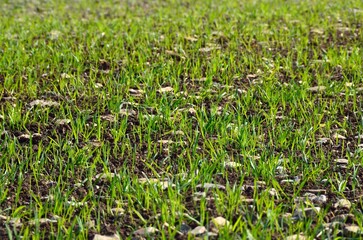 Hierba creciendo cerca de Villanueva de la Concepci&oacute;n, un pueblo de la comarca de Antequera, lindando con los Montes de M&aacute;laga, provincia de M&aacute;laga, Andaluc&iacute;a, Espa&ntilde;a
