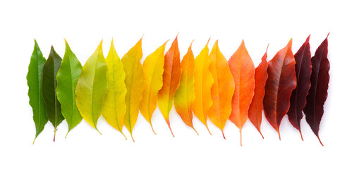 Colorful autumn leaf rainbow gradient transition from green to yellow and red leaves in a row, fall foliage isolated on white background top view flat lay - 541030113