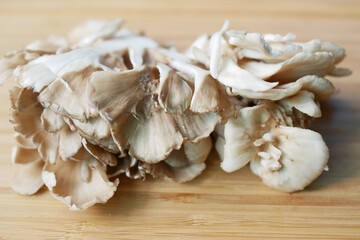 mushroom fungus on wooden background 
