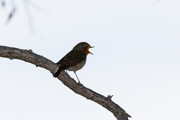 European Robin perched on a tree branch