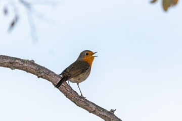 Obraz premium European Robin perched on a tree branch