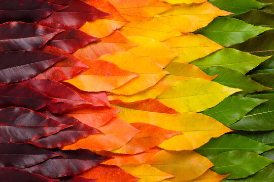 Colorful autumn leaf gradient transition from green to vibrant yellow and red leaves, fall foliage texture background top view