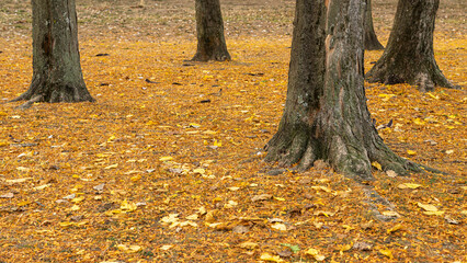 Fototapeta na wymiar autumn leaves under a tree