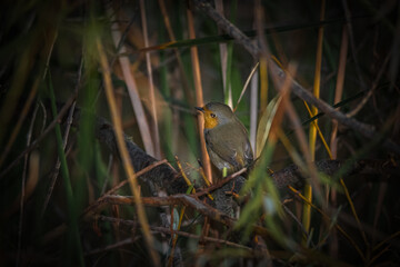European Robin perched on a tree branch