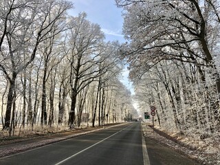 German route with old snow-covered oak trees , saerbeck, germany