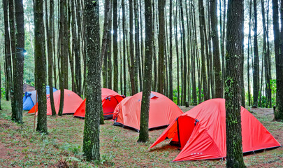 camping in the pine forest under the foot of Mount Merbabu, Semarang, Central Java