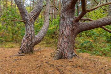 Fototapeta na wymiar Herbstliche Wälder auf der Insel Rügen