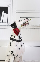 Dalmatian dog with rose in its teeth. Present for owner, gift for host. Happy birthday, host! White...