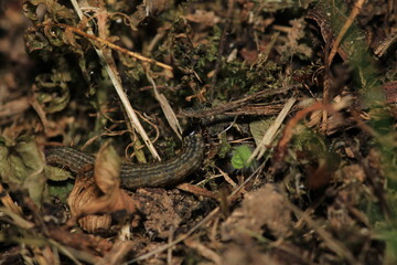 Fototapeta premium meadow caterpillar insect macro photo